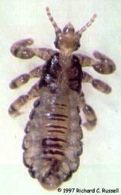 head louse